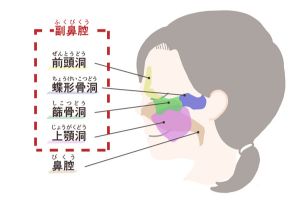 副鼻腔の図解