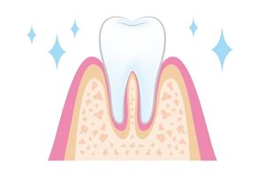 きれいな歯茎と歯の断面のイラスト